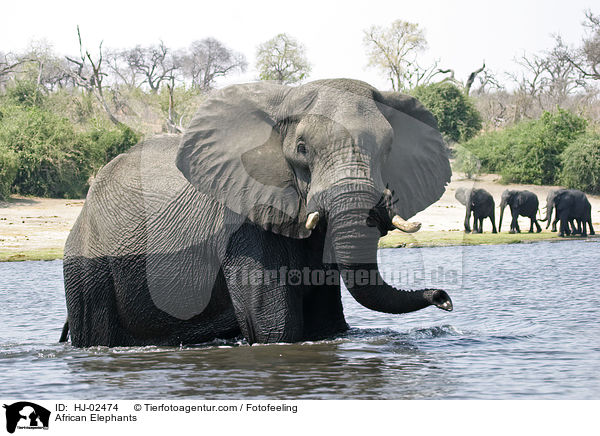 Afrikanische Elefanten / African Elephants / HJ-02474
