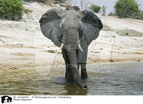 Afrikanischer Elefant / African Elephant / HJ-02479