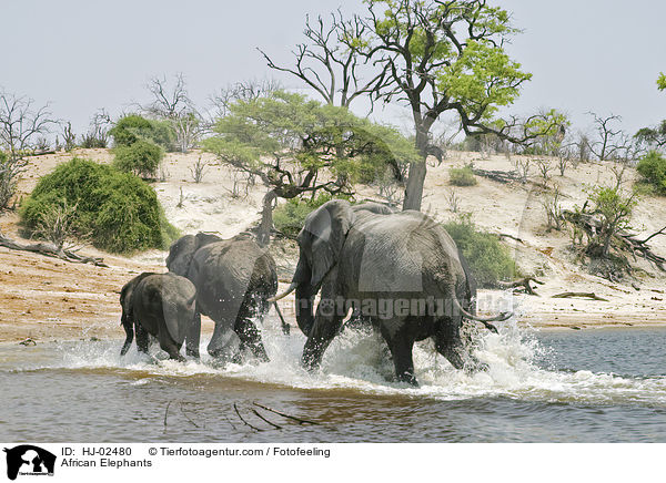 Afrikanische Elefanten / African Elephants / HJ-02480