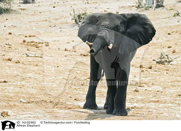 Afrikanischer Elefant / African Elephant / HJ-02482