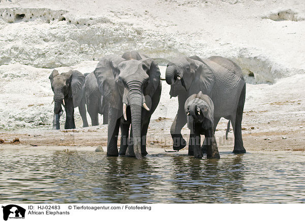 Afrikanische Elefanten / African Elephants / HJ-02483