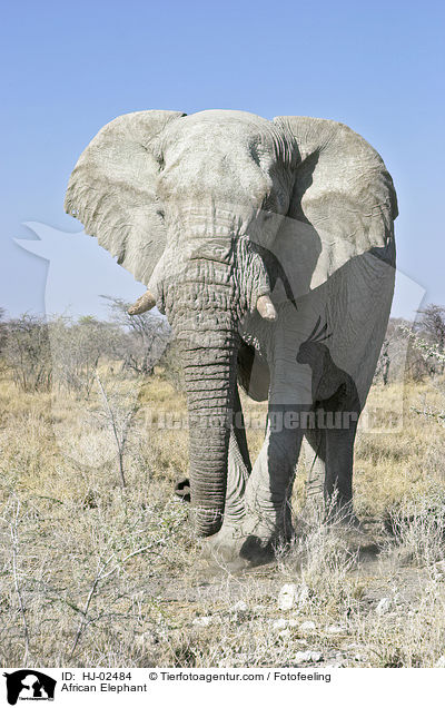 Afrikanischer Elefant / African Elephant / HJ-02484