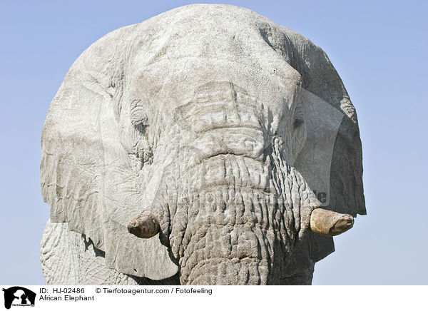Afrikanischer Elefant / African Elephant / HJ-02486