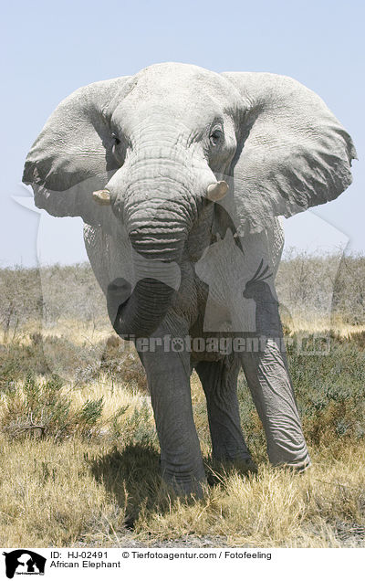 Afrikanischer Elefant / African Elephant / HJ-02491