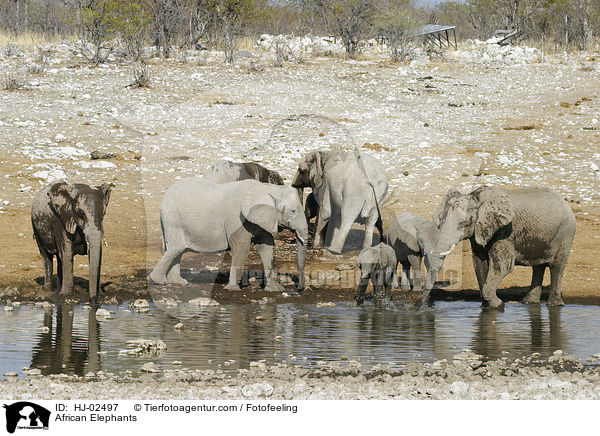 Afrikanische Elefanten / African Elephants / HJ-02497