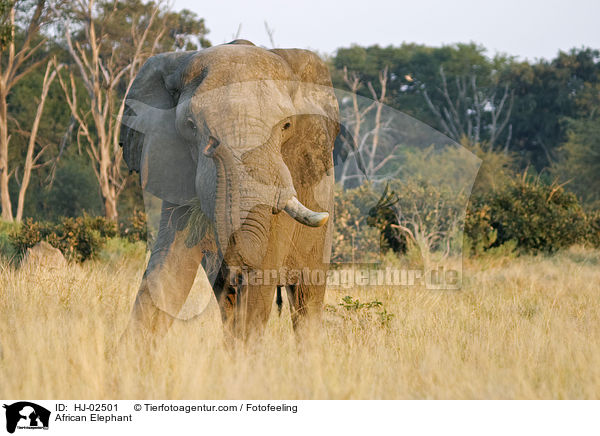 Afrikanischer Elefant / African Elephant / HJ-02501