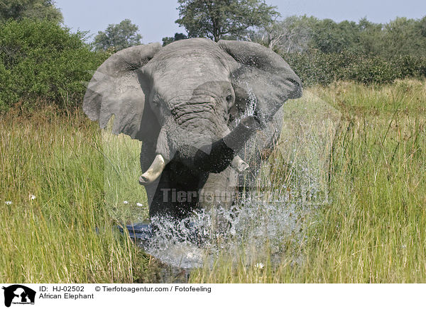Afrikanischer Elefant / African Elephant / HJ-02502