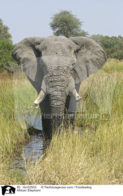 Afrikanischer Elefant / African Elephant / HJ-02503