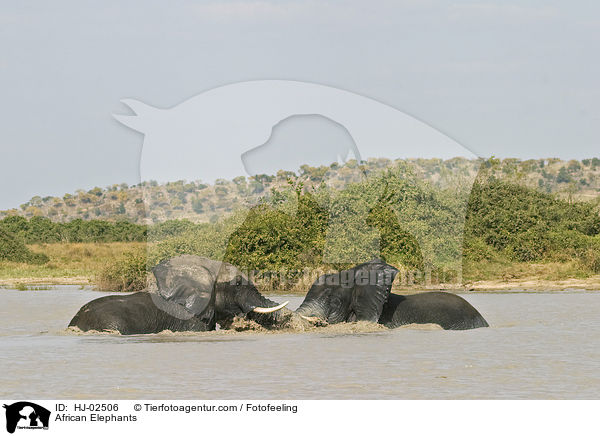 Afrikanische Elefanten / African Elephants / HJ-02506