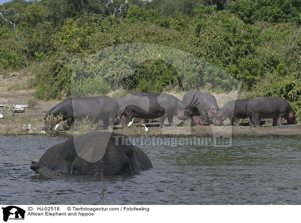 Afrikanischer Elefant und Flupferde / African Elephant and hippos / HJ-02518
