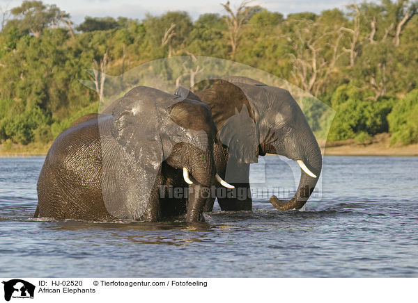 Afrikanische Elefanten / African Elephants / HJ-02520