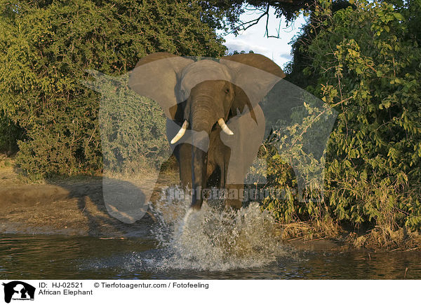 Afrikanischer Elefant / African Elephant / HJ-02521