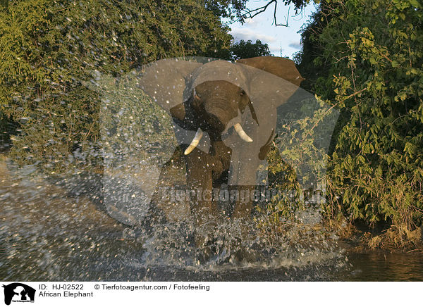 Afrikanischer Elefant / African Elephant / HJ-02522