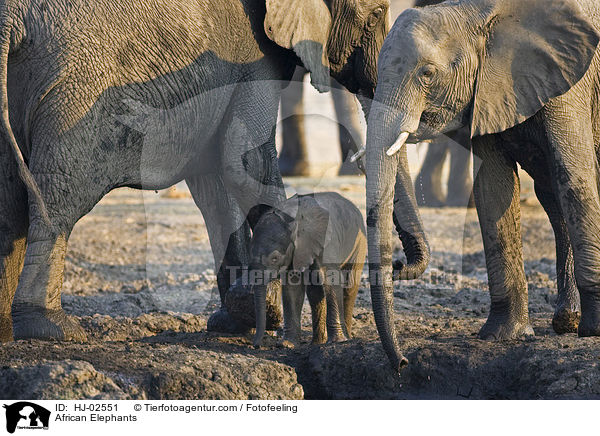 Afrikanische Elefanten / African Elephants / HJ-02551