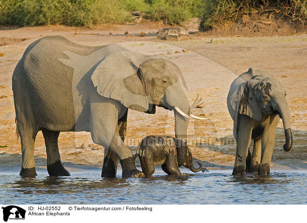 Afrikanische Elefanten / African Elephants / HJ-02552