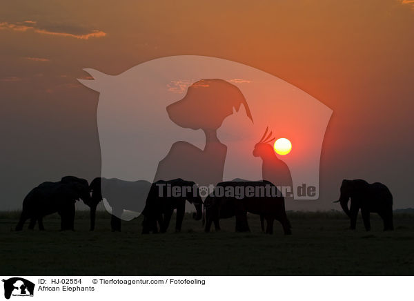 Afrikanische Elefanten / African Elephants / HJ-02554