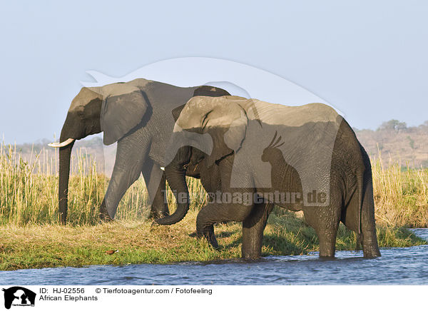 Afrikanische Elefanten / African Elephants / HJ-02556