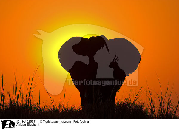 Afrikanischer Elefant / African Elephant / HJ-02557