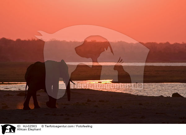 Afrikanischer Elefant / African Elephant / HJ-02563
