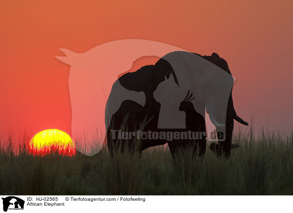Afrikanischer Elefant / African Elephant / HJ-02565