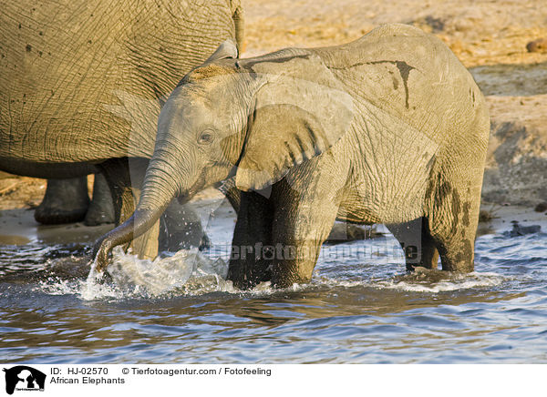 Afrikanische Elefanten / African Elephants / HJ-02570