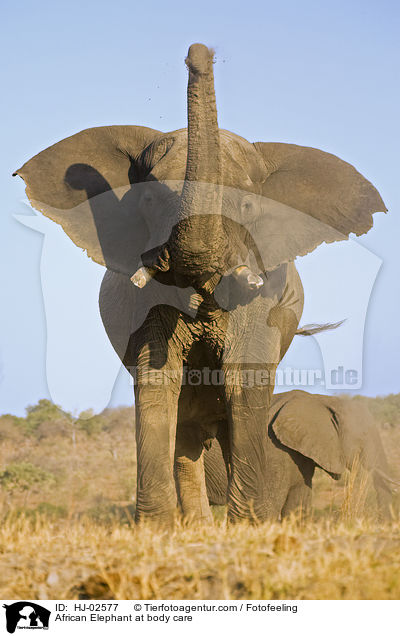 Afrikanischer Elefant beim Staubbad / African Elephant at body care / HJ-02577