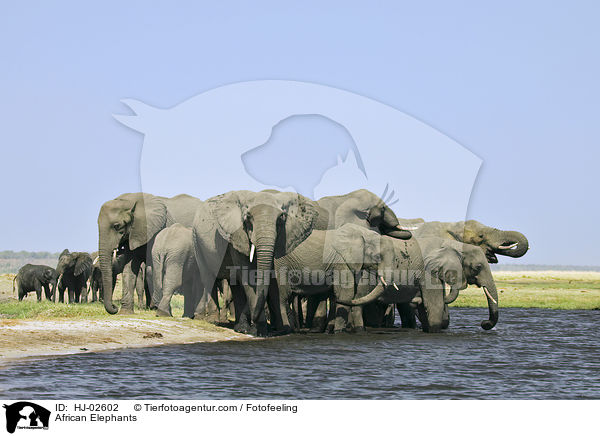 Afrikanische Elefanten / African Elephants / HJ-02602