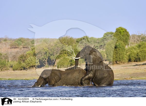 Afrikanische Elefanten bei der Paarung / pairing African Elephants / HJ-02605