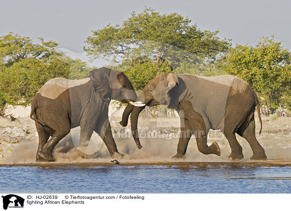 kmpfende Afrikanische Elefanten / fighting African Elephants / HJ-02639