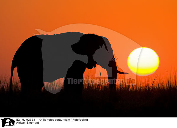 Afrikanischer Elefant / African Elephant / HJ-02653