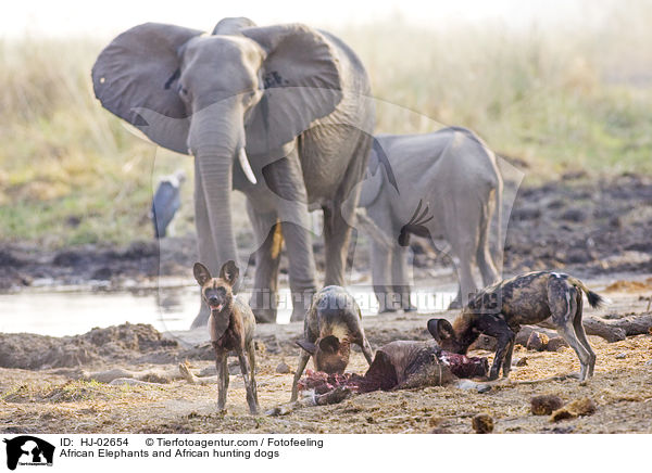 African Elephants and African hunting dogs / HJ-02654