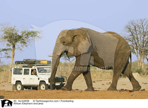 Afrikanischer Elefant und Jeep / African Elephant and jeep / HJ-02656