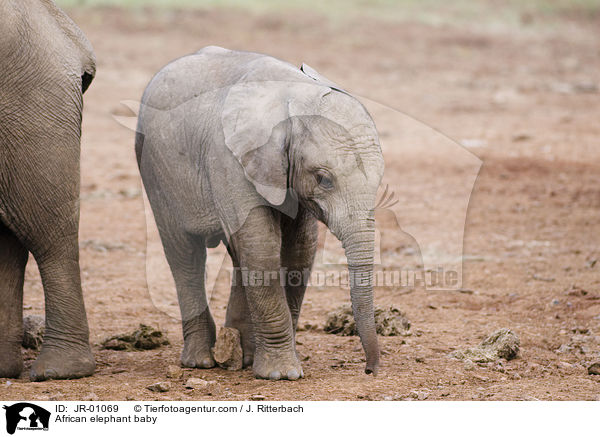 Elefantenbaby / African elephant baby / JR-01069