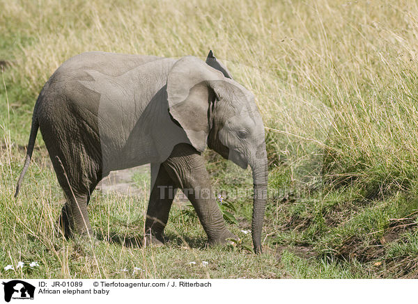 Elefantenbaby / African elephant baby / JR-01089
