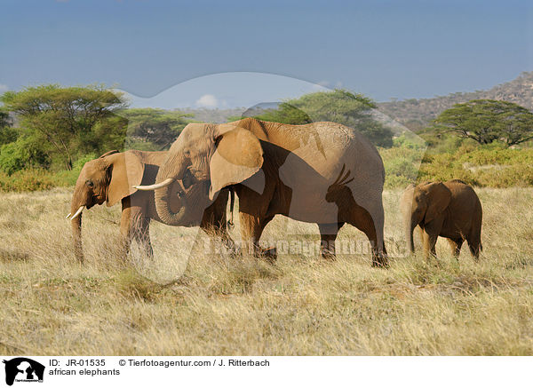 Afrikanische Elefanten / african elephants / JR-01535