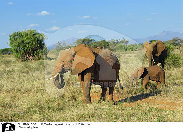 Afrikanische Elefanten / african elephants / JR-01538