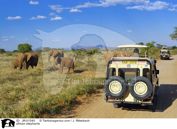 Afrikanische Elefanten / african elephants / JR-01540