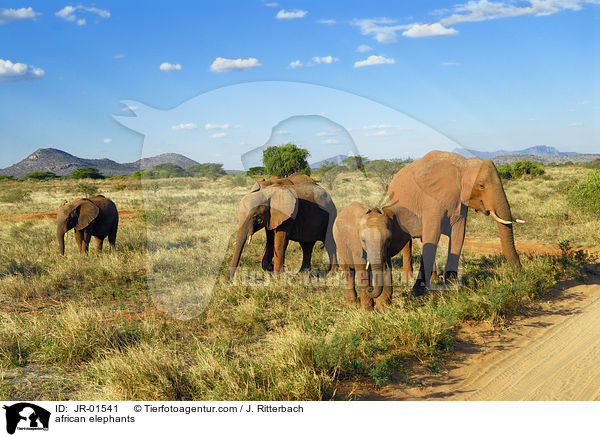 Afrikanische Elefanten / african elephants / JR-01541