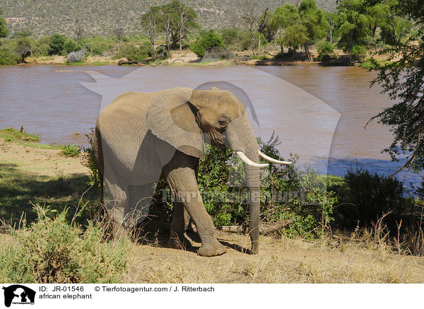 Afrikanischer Elefant / african elephant / JR-01546