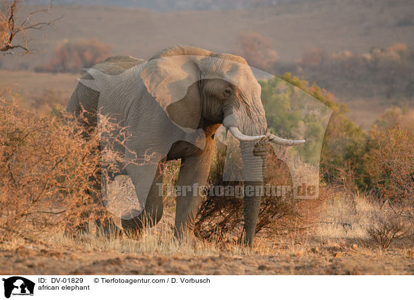 Afrikanischer Elefant / african elephant / DV-01829
