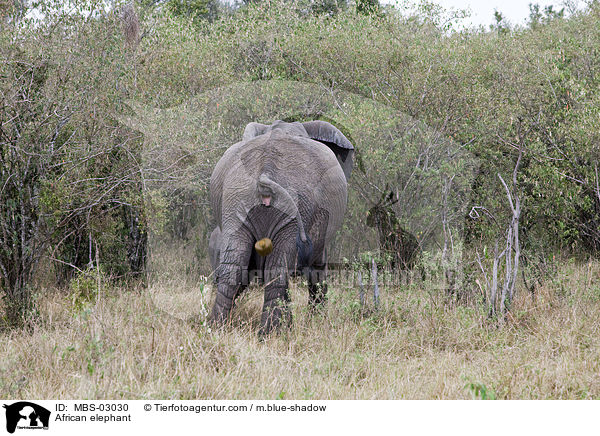 Afrikanischer Elefant / African elephant / MBS-03030