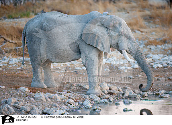 Afrikanischer Elefant / elephant / MAZ-02823