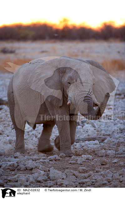 Afrikanischer Elefant / elephant / MAZ-02832