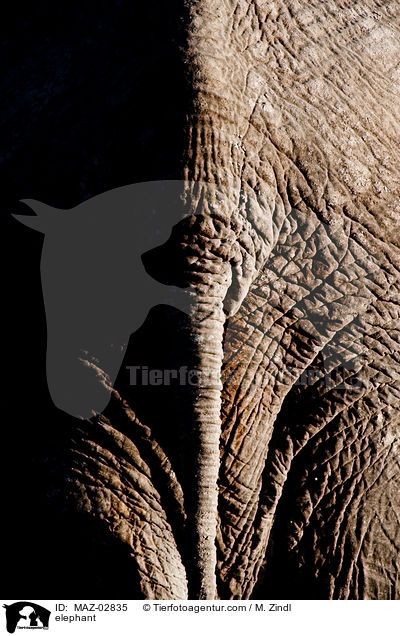 Afrikanischer Elefant / elephant / MAZ-02835