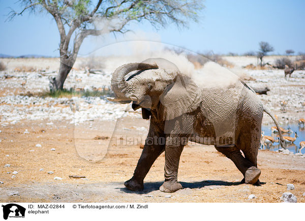 Afrikanischer Elefant / elephant / MAZ-02844