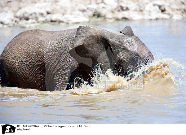 Afrikanischer Elefant / elephant / MAZ-02847