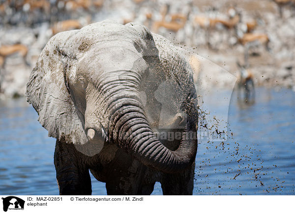 Afrikanischer Elefant / elephant / MAZ-02851