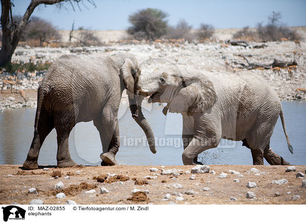 Afrikanische Elefanten / elephants / MAZ-02855