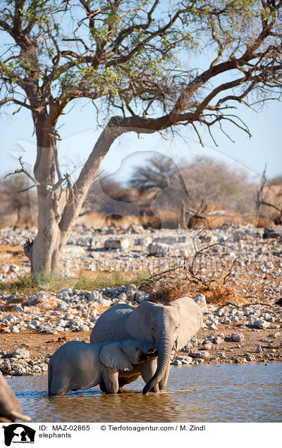 Afrikanische Elefanten / elephants / MAZ-02865