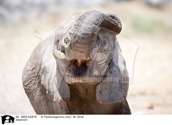 Afrikanischer Elefant / elephant / MAZ-02878